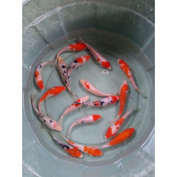 __ bibit ikan koi blitar blasteran size 11-12cm