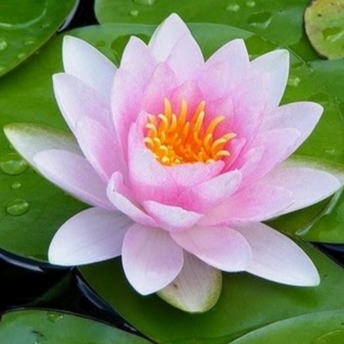 tanaman hias air bunga teratai,tanaman hias,tanaman hiasan kolam