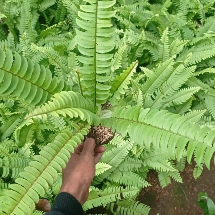 tanaman hias pakis kelabang vertical garden