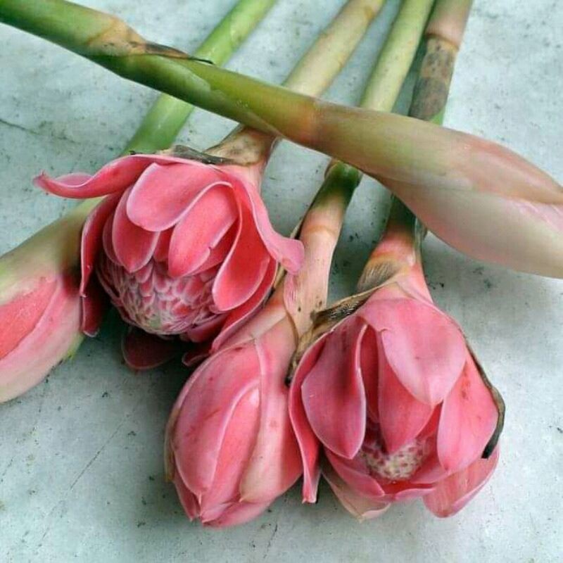 

Bunga kecombrang seagar dan fresh 100grm