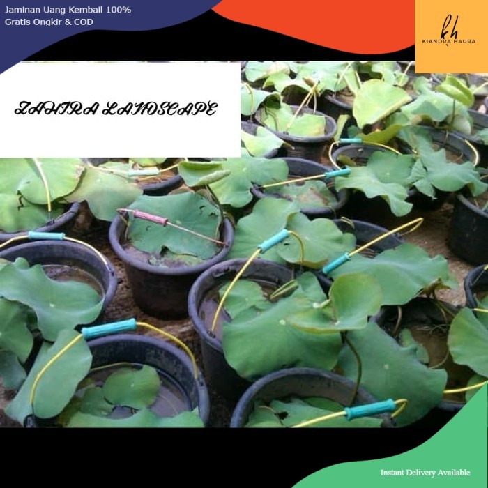 Tanaman Hias Air Aquascape - Bibit Bunga Teratai Red Hardy Wanvisa