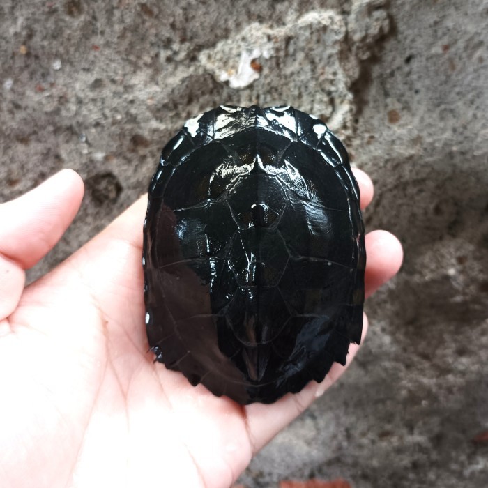 SALE -Hiasan Kura Piput size baby - medium