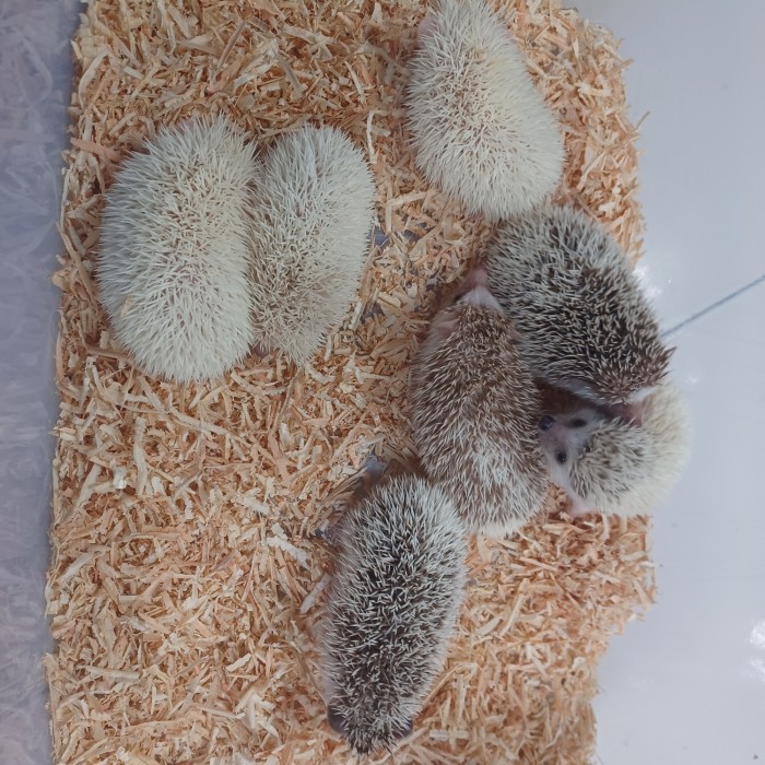 SALE -Landak mini anakan jenis albino,pinto,paper,tobiano dll + bonus - Albino