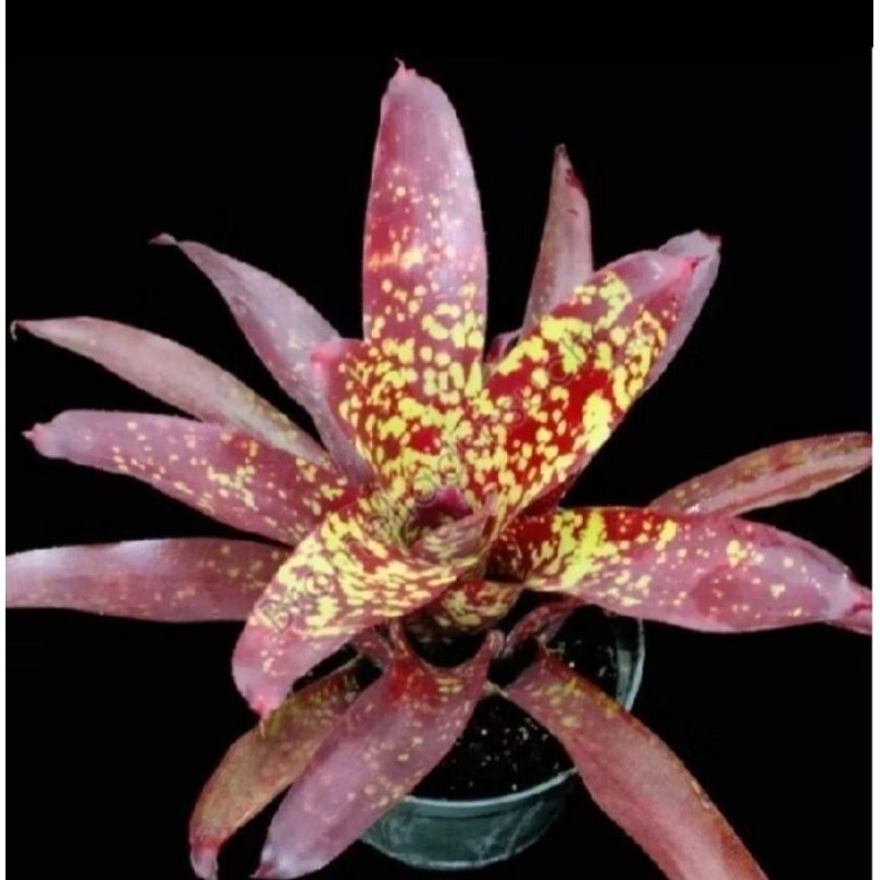 KOKOWA FLORA. Tanaman Hias Bromelia Marmorata Besar / bromelia tokek eleghant
