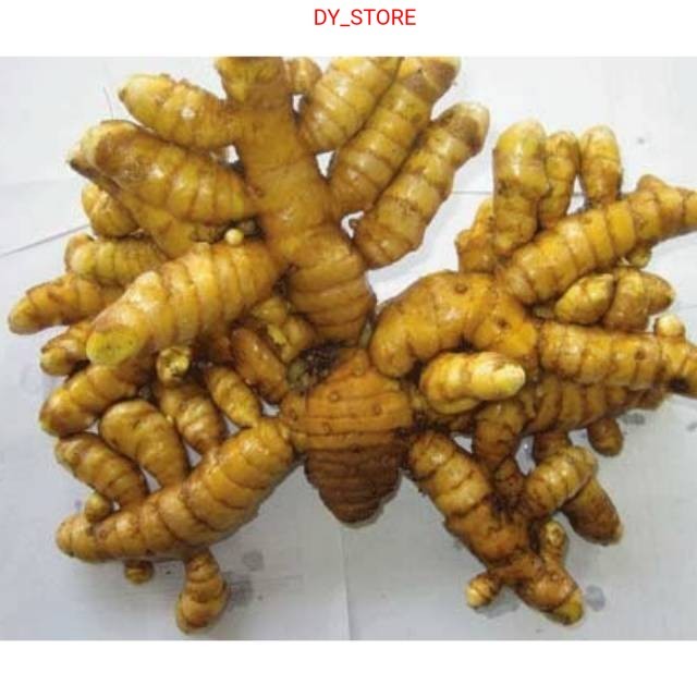 

Herbal alami Readyy TEMULAWAK ORGANIK 1KG temu lawak khusus calon/bakal bibit