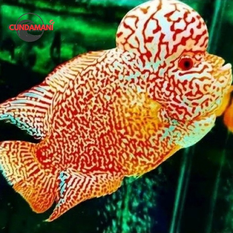 Louhan GB x Cencu Darah Ikan Series 2cm high quality