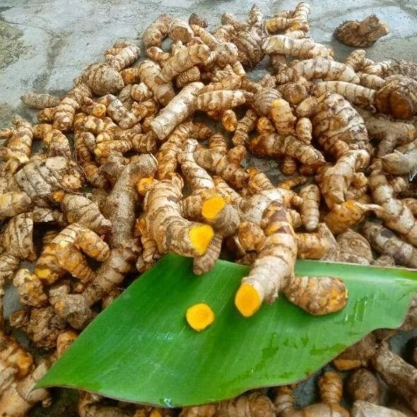 

Temulawak fresh 1kg besar