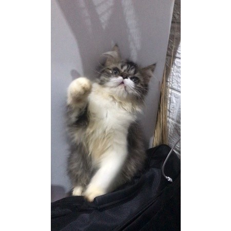 Kucing Ras Persia Jantan Kitten Usia 4 Bulan AKTIF+MURAH (KHUSUS GOSEND+GRABSEND)
