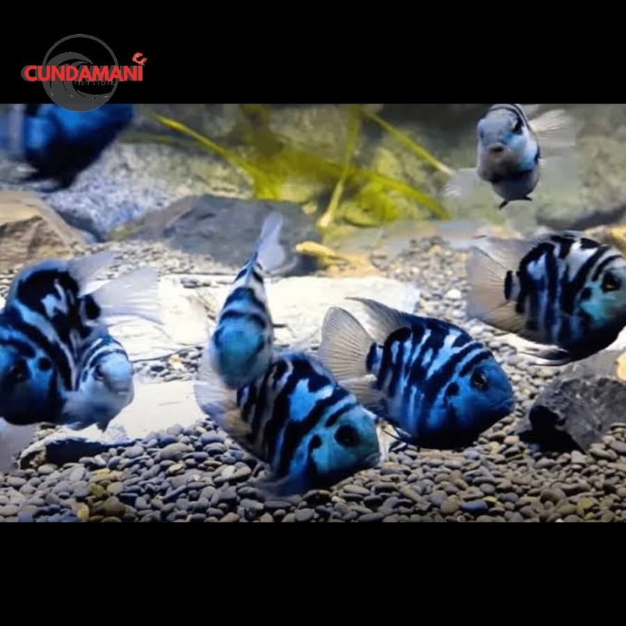 Ikan Hias Blue Polar Parrot PAKET ISI 5 Aquascape / Ikan Bluepolar Parot cunda