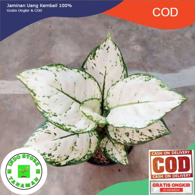 Aglonema super white anakan