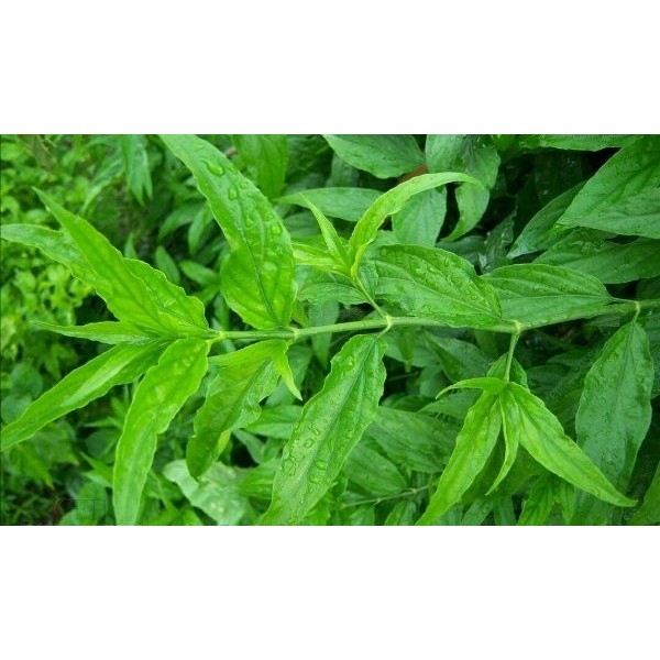 

DAUN BELALAI GAJAH SEGAR Gendis Sabah Snake Grass Clinathanus Batang