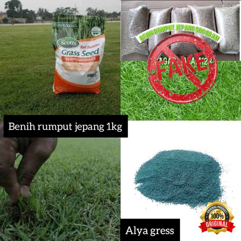 terbaru!! benih rumput jepang kemasan 1kg -bibit rumput jepang original