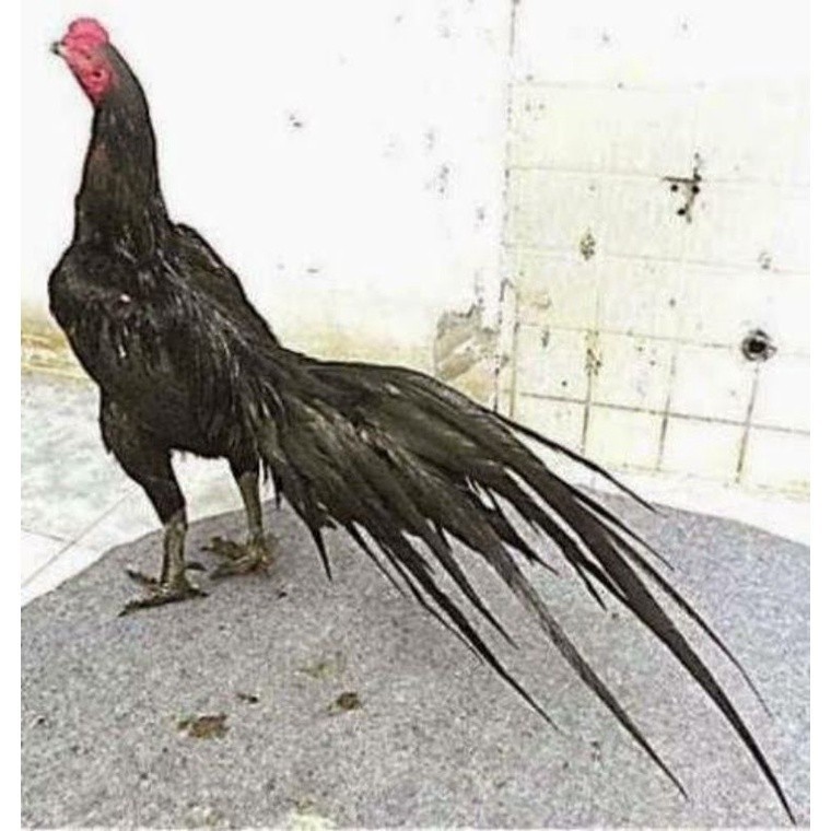 

FERTIL TELUR AYAM MANGON GESIT TANGGUH UNTUK DI TETASKAN