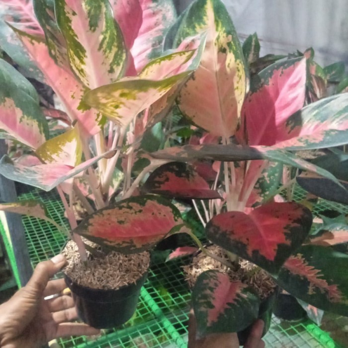 New aglonema kocin paramuay