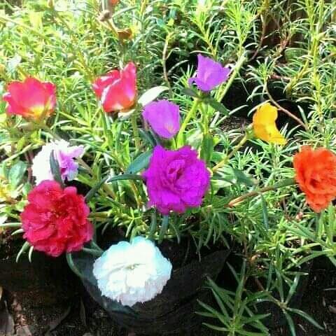 Tanaman Hias Bunga Krokot - Bunga Krokot