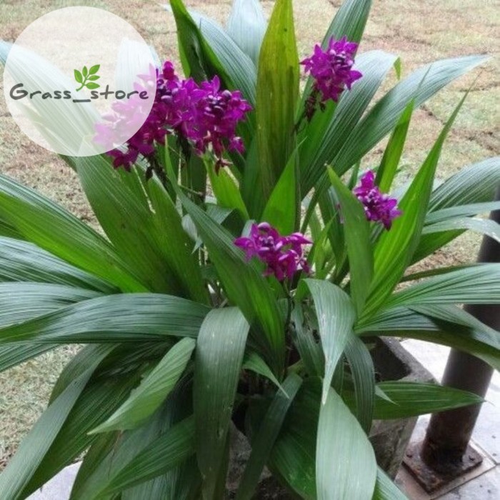 Tanaman hias anggrek tanah ungu | tanaman anggrek tanah bunga ungu