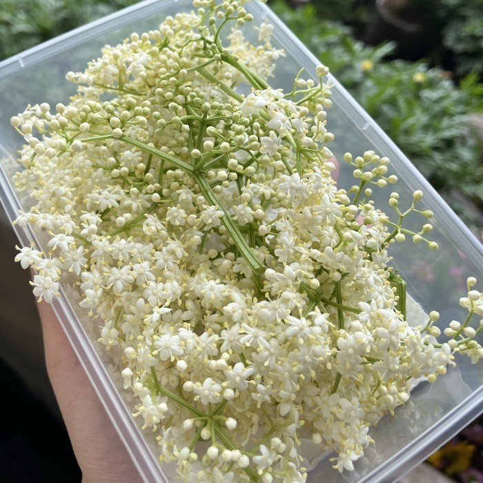 

✨TERLARIS -elder flower edible - Small