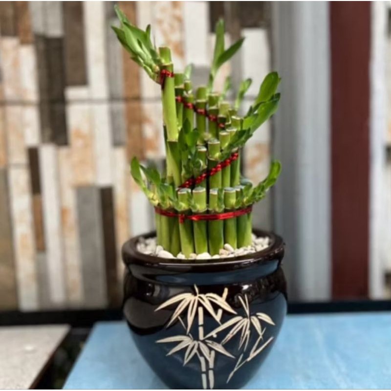 Bunga hias Tanaman Bambu hoki / Bambu rejeki tanaman indoor cantik eleghant murah