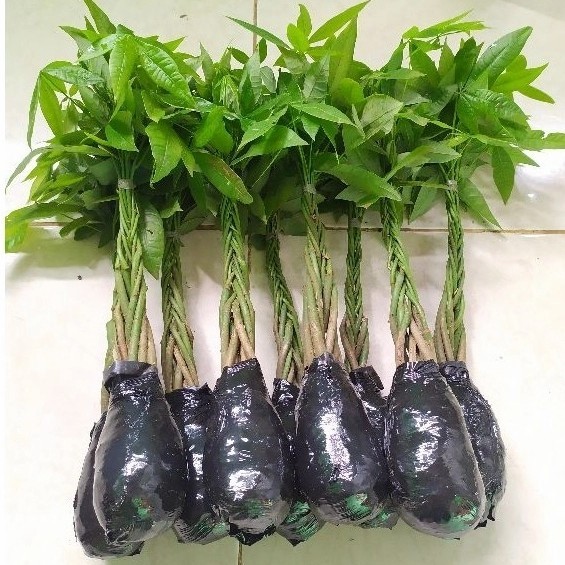 Tanaman hias pacira kepang 9 - Tanaman hias pacira - pacira kepang money tree