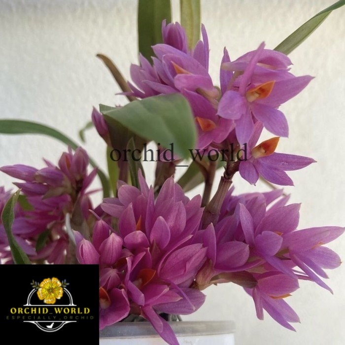 Tanaman Hias Anggrek Dendrobium Mini Hibiki