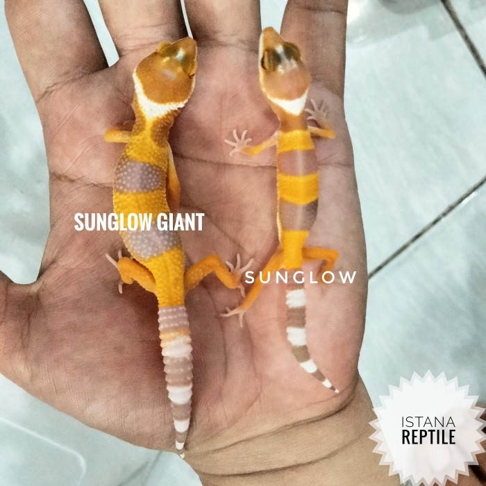 SALE -Baby Leopard Gecko Giant/ Sunglow Giant, Limited Stock