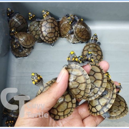 SALE -KURA KURA AIR Unifilis ( Kura Badut )