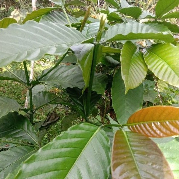 

Daun Kopi Segar/lembar