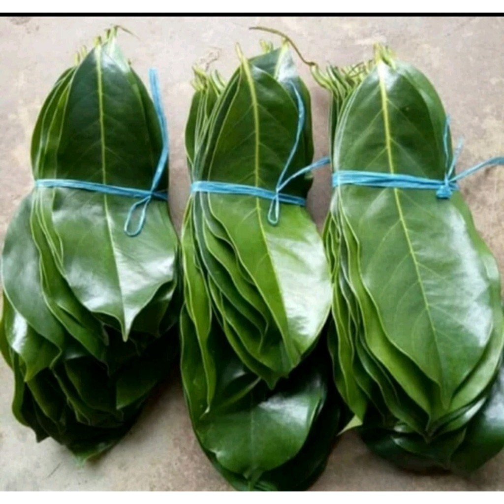 

Daun sirsak segar 100 lembar - daun sirsak organik