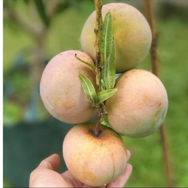 

TEBUS AMBYAR Mangga Apel || mangga manis || mangga unik TERLARIS