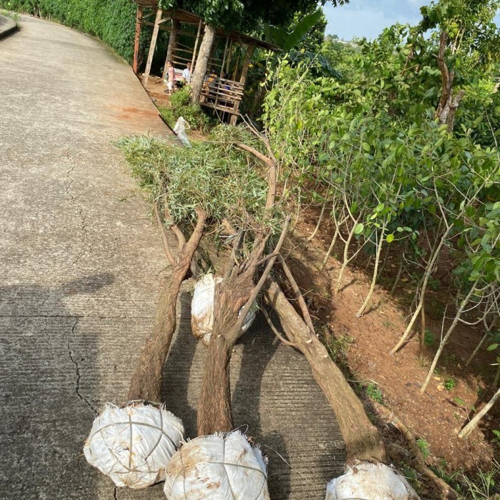 Pohon liang Liu / pohon janda merana