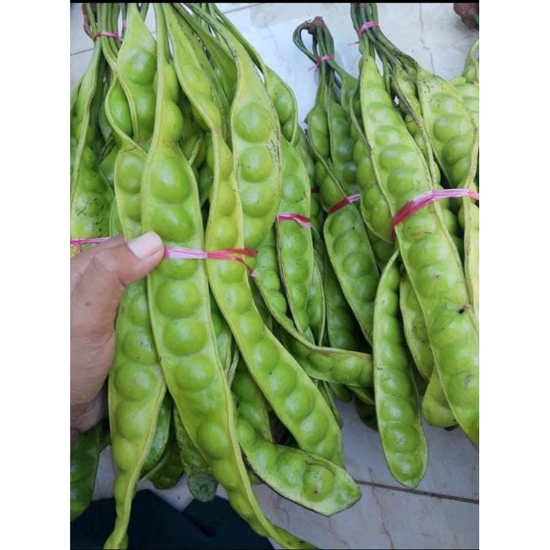 

TEBUS MURAH PROMO Petai SEGAR asli BANYUWANGI 1 iket/10 papan bijinya besar