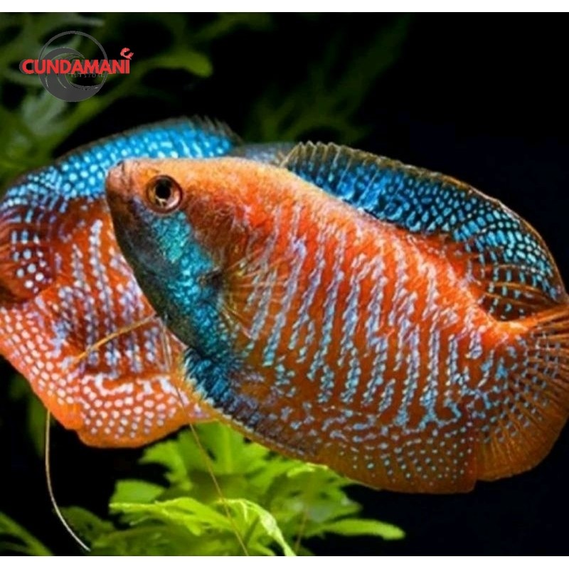 Ikan Hias Sepat Ralis paket isi 5 cunda