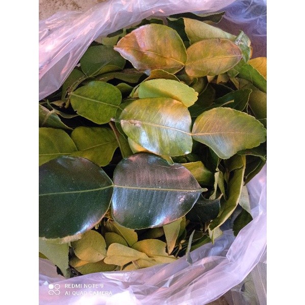

READY SERBA MURAH Daun Jeruk segar