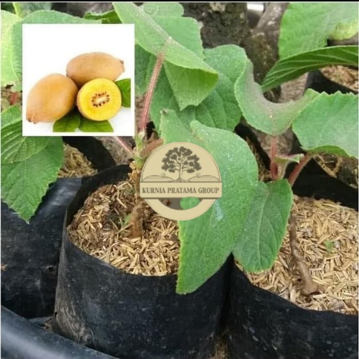 Bibit Tanaman Buah KIWI GOLD kurnia pratama