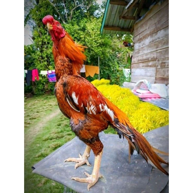 

Fertil 4 BUTIR TELUR ASSEL HARGA KERJA!!
