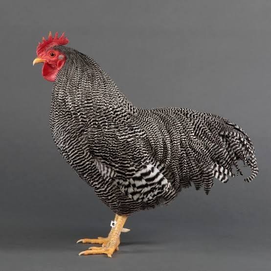 

Fertil Telur ayam barred plymouth rock / telur ayam hias fertil siap tetas