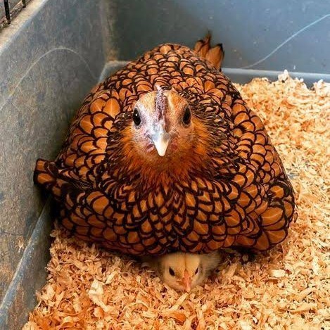 

Fertil Telur ayam serama kate batik kanada telur ayam hias fertil siap cod