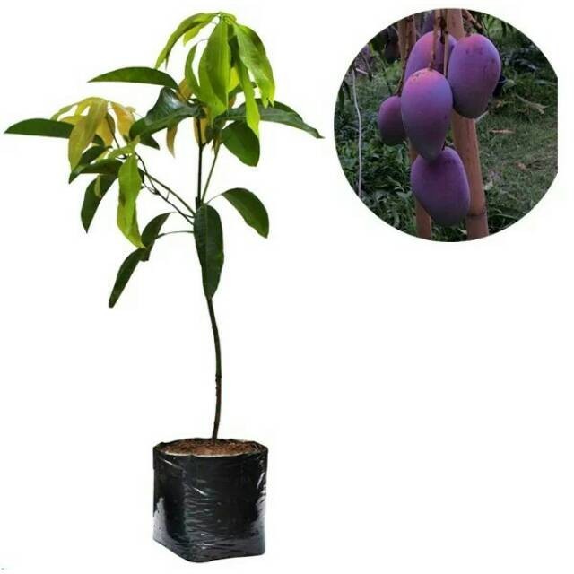 BIBIT MANGGA IRWIN POHON MANGGA IMPORT AUSTRALIAN MANGO IRWIN