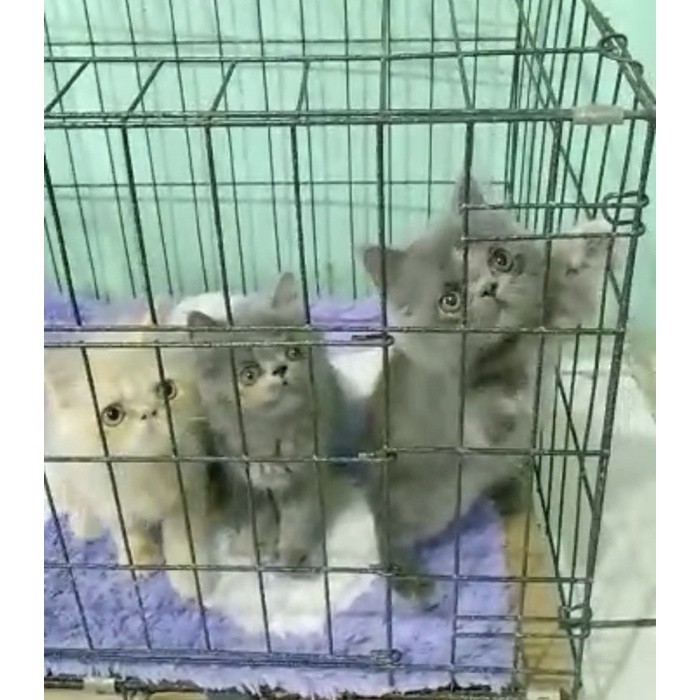 KUCING KITTEN/KUCING PEAKNOSE/KUCING PERSIA KITTEN/KUCING ABU/KUCING HIMALAYA