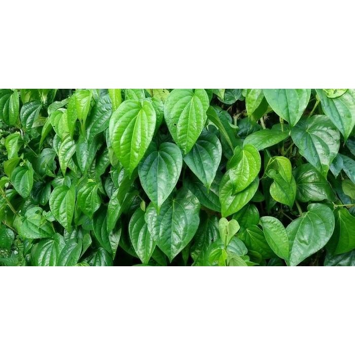 Daun Sirih Hijau Segar (piper betle), herbal, alami - Temu Ros