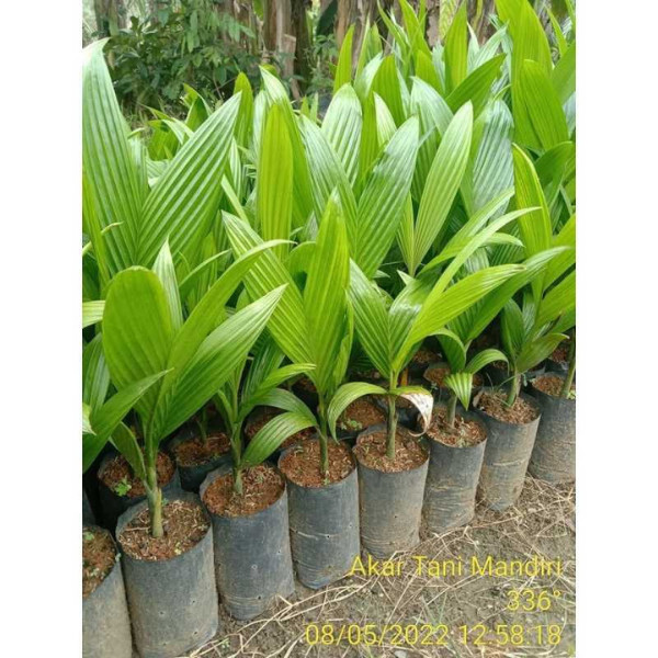 bibit pinang bibit jambe bibit palem pinang palem jambe bibit pinang jambe bibit pinang merah