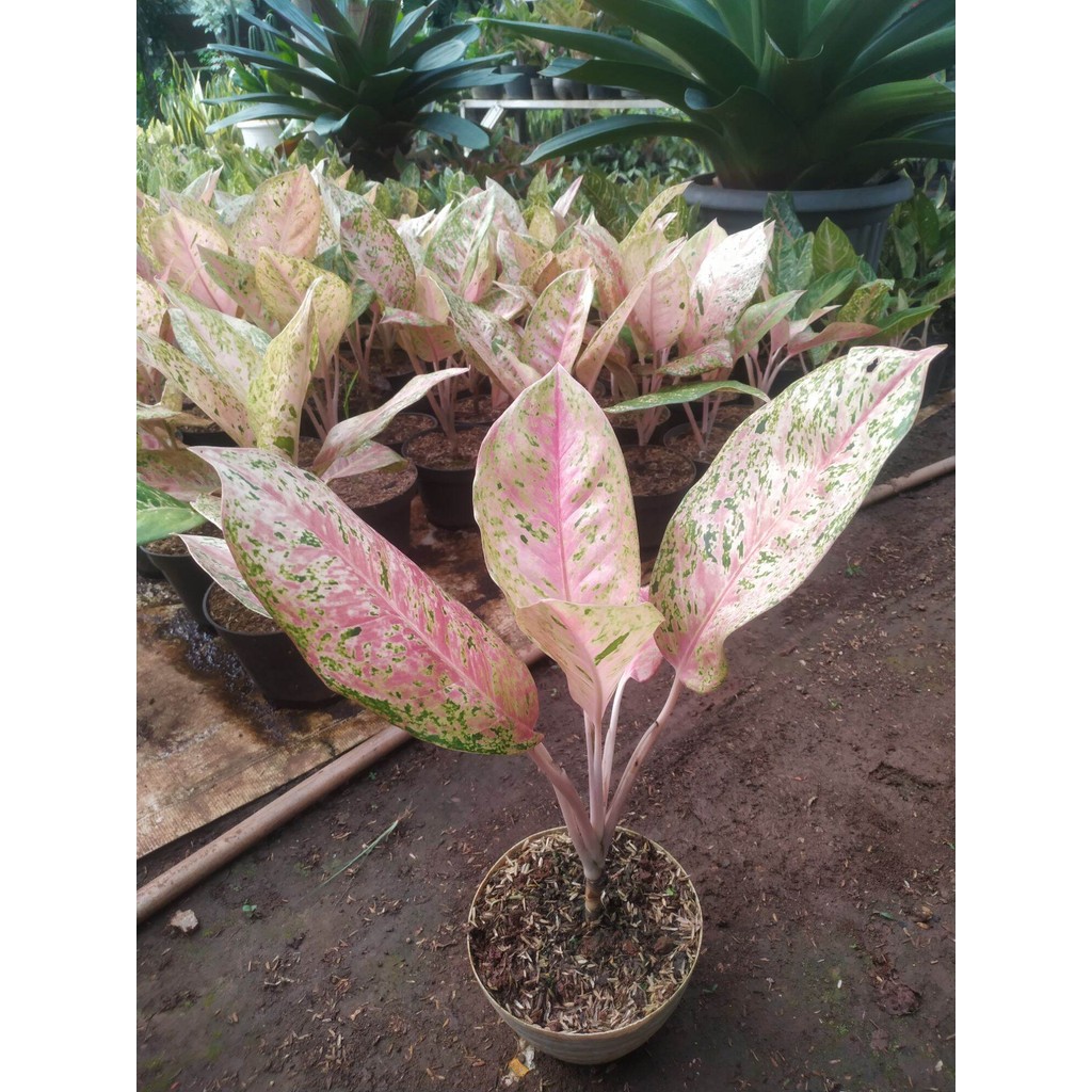 Aglonema bigroy | tanaman hias aglonema bigroy