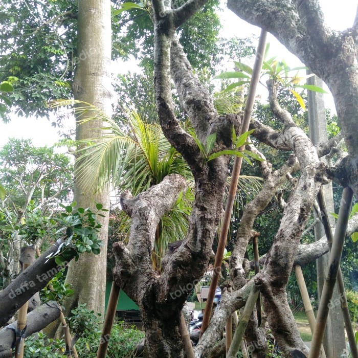 pohon kamboja posil bali tinggi 3_4mtr