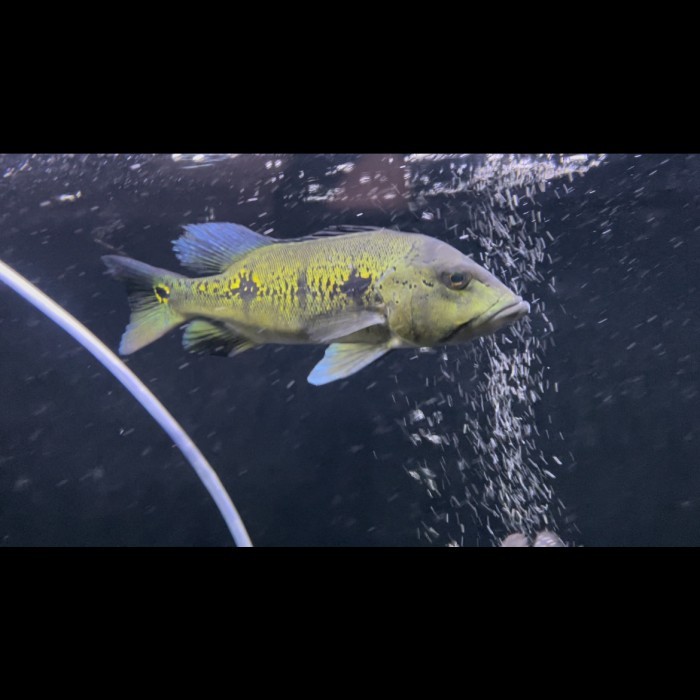 Pbass orinoco wc / peacockbass orinoco pure wc 25cm