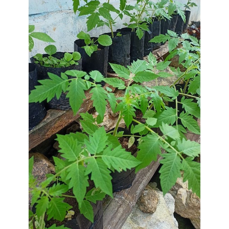 BIBIT TANAMAN BUAH TOMAT KAMPUNG BULAT JUMBO MERAH bibit tomat sayur ADN