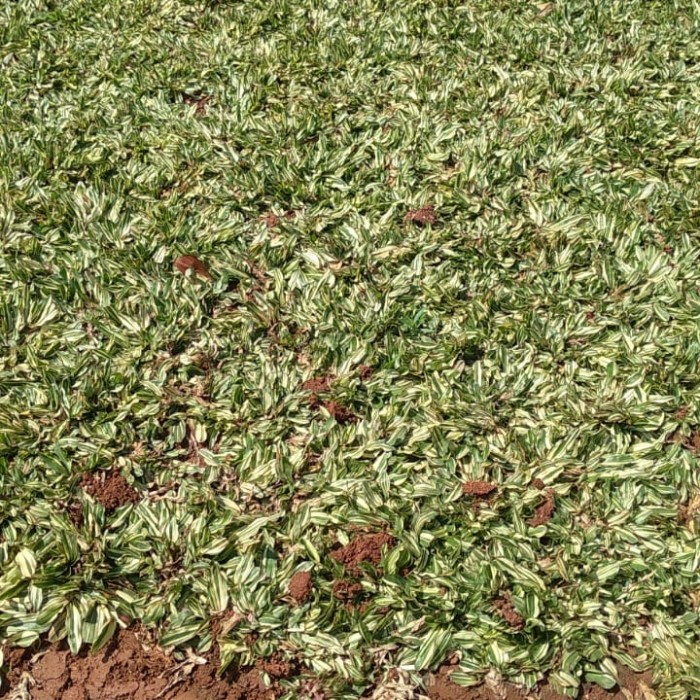 rumput gajah mini varigata 1 x 1meter