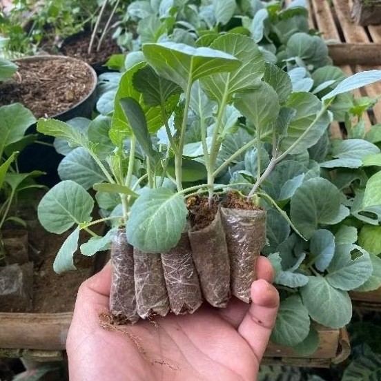 Paket 10 Bibit Kobis / Kubis Siap Tanam