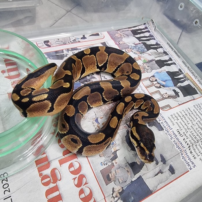 SALE -ball python normal
