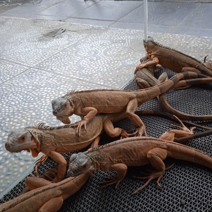 SALE -Red Iguana Juve 60cm bukan baby