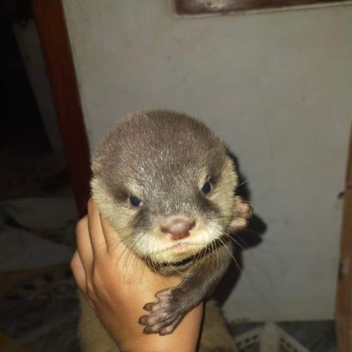SALE -otter berang berang